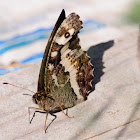 Great Banded Grayling, Rey moro