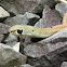 Whip Snake?