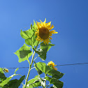 Bee, on a Mammoth Sunflower