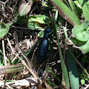 Blister beetle