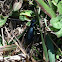 Blister beetle