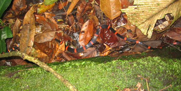 Spotting Image 1