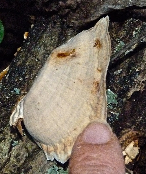 False turkey tail Project Noah