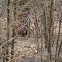 Red Junglefowl  Gallus gallus