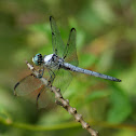 Great Blue Skimmer Dragonfly