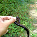 Giant Black Millipede