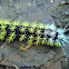 Oruga espinosa