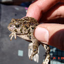 Western toad