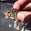 Western toad