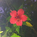 Hibiscus