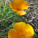 California Poppy