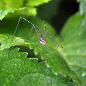 Daddy longlegs