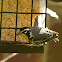 Yellow-throated Warbler