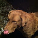 Chesapeake Bay Retriever