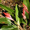 Bromeliad