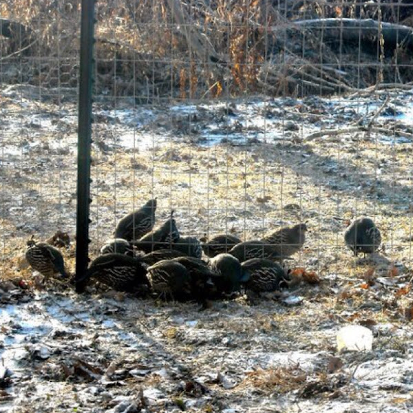 California Quail Project Noah