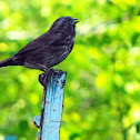 Song Sparrow