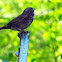 Song Sparrow