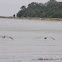 Eastern Brown Pelican