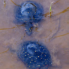 Spotted Turtles
