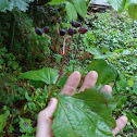 Maple-leaf Viburnum