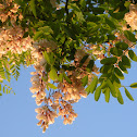 Robinia