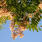 Robinia