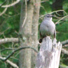 Gray Catbird