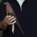 Passenger Pigeon