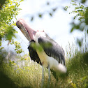 Marabou stork