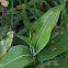 Unknown spotting