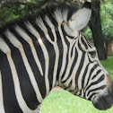Plains zebra