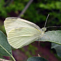 Cabbage white butterfly