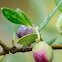 Feral olive tree, Acebuche