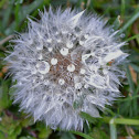 Dandilion