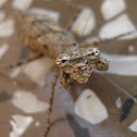Bark mantis