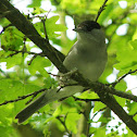 Black cap
