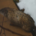 Groundhog