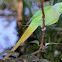 Indian Ringneck Parakeets