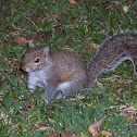 Eastern Grey Squirrel