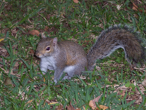 Spotting Image 1