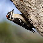Downy Woodpecker