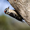 Downy Woodpecker