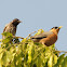 Red-vented Bulbul