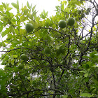 Citrus
