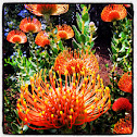 Pincushion Protea