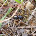 False  Widow
