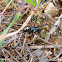 False  Widow
