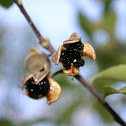 Berries?