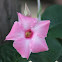 mandevilla 'Alice Dupont'